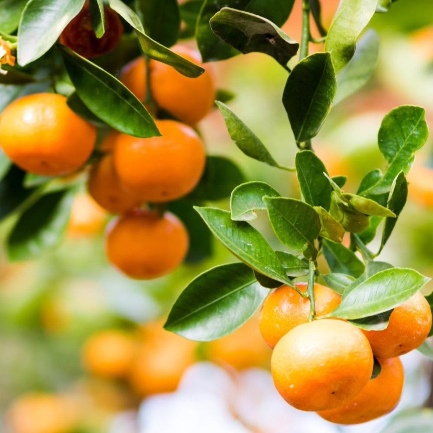 Clementine Mandarin Tree plant with orange fruit on green leaves Live Good Logistics on Tampa Home & Garden Store