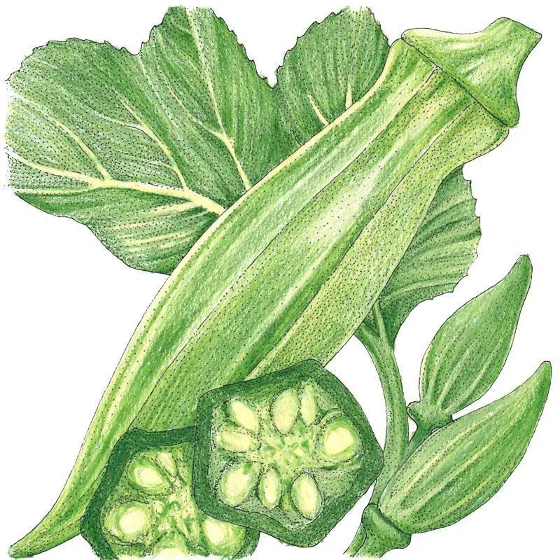 Clemson Spineless 80 Okra seeds, organic Grow Organic brand, green okra pods illustration on Tampa Home & Garden Store
