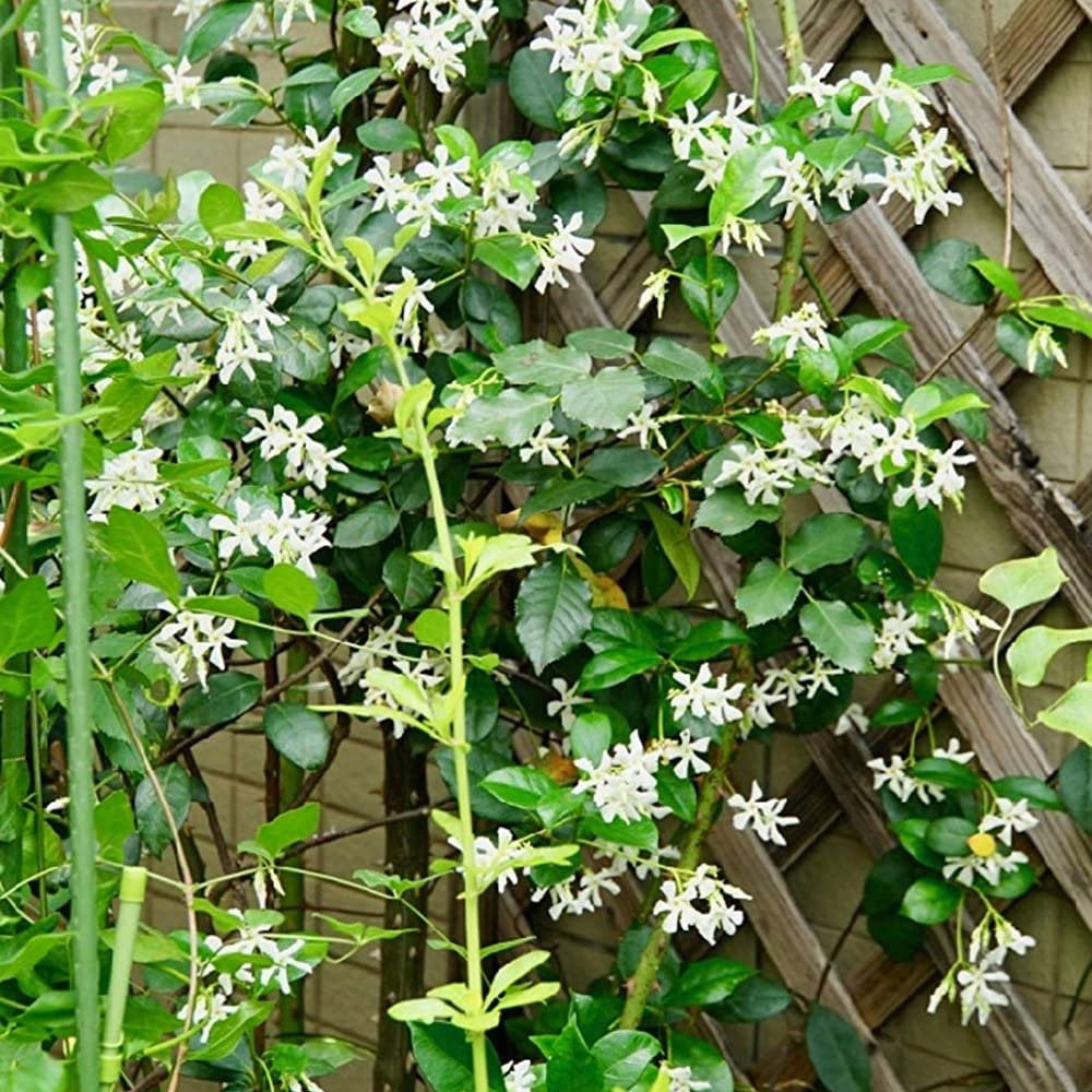 Climbing Jasmine Flower Seeds - Fragrant Plant Four Seasons Evergreen Silver Jasmine Non-Gmo - Tampa Home & Garden Store