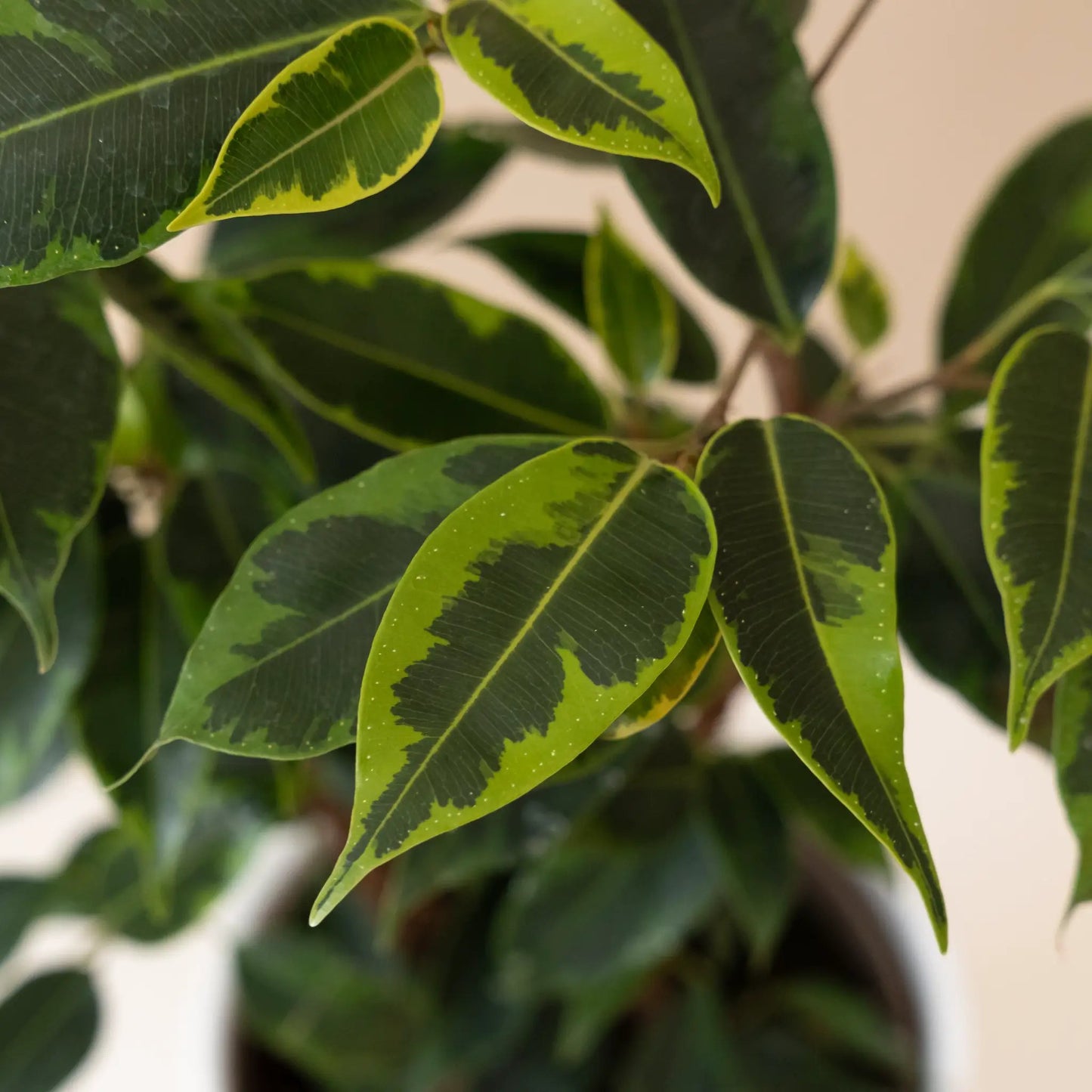 Cling-On Anastasia Ficus Benjamina Variegated houseplant with green leaves yellow margins on Tampa Home & Garden Store