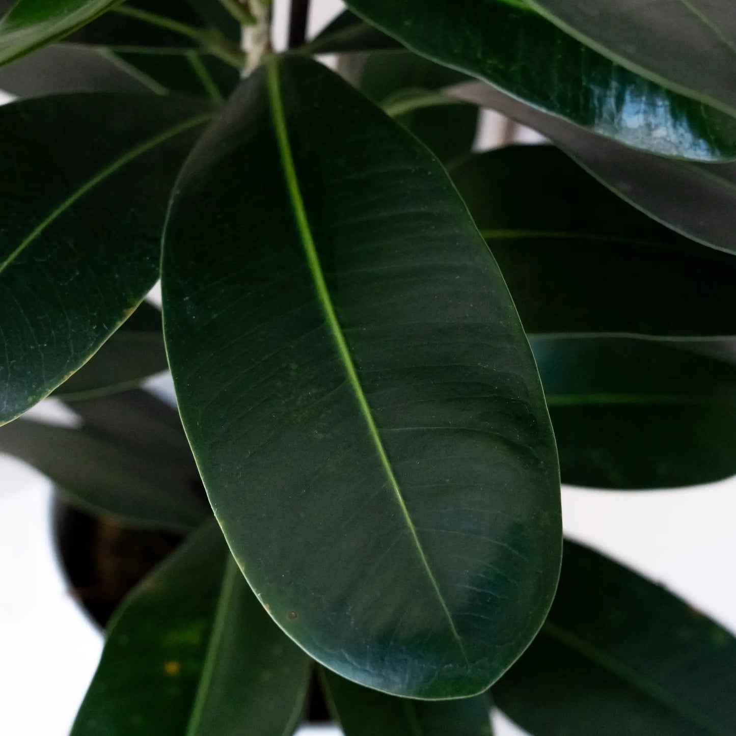Cling-On Mini Zen Plant with glossy dark green leaves, potted leafjoy houseplant on Tampa Home & Garden Store