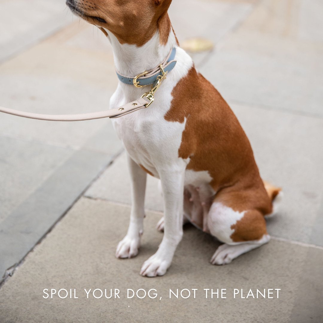 Collar - Air Tag Enabled - Vegan Leather - Cupertino - Tampa Home & Garden Store