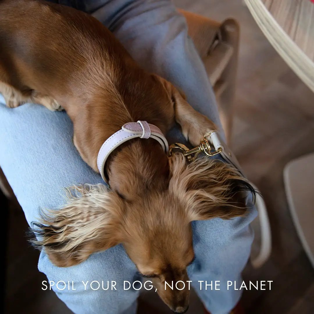 Nina Woof vegan leather dog collar Milan in white with gold hardware on Tampa Home & Garden Store