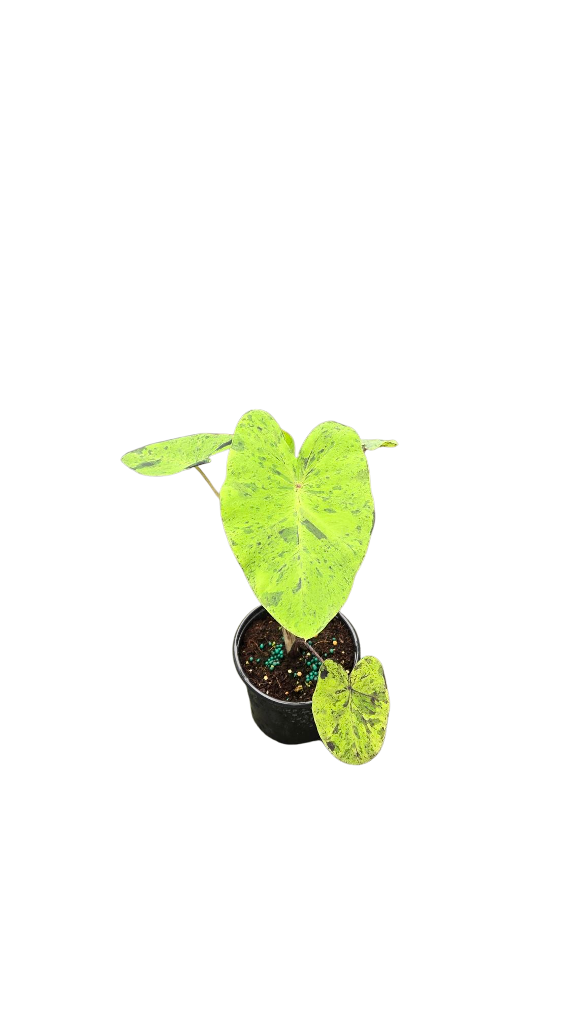 Colocasia Esculenta Mojito 4 Inch Grower Pot two potted lime-green variegated houseplants on Tampa Home & Garden Store