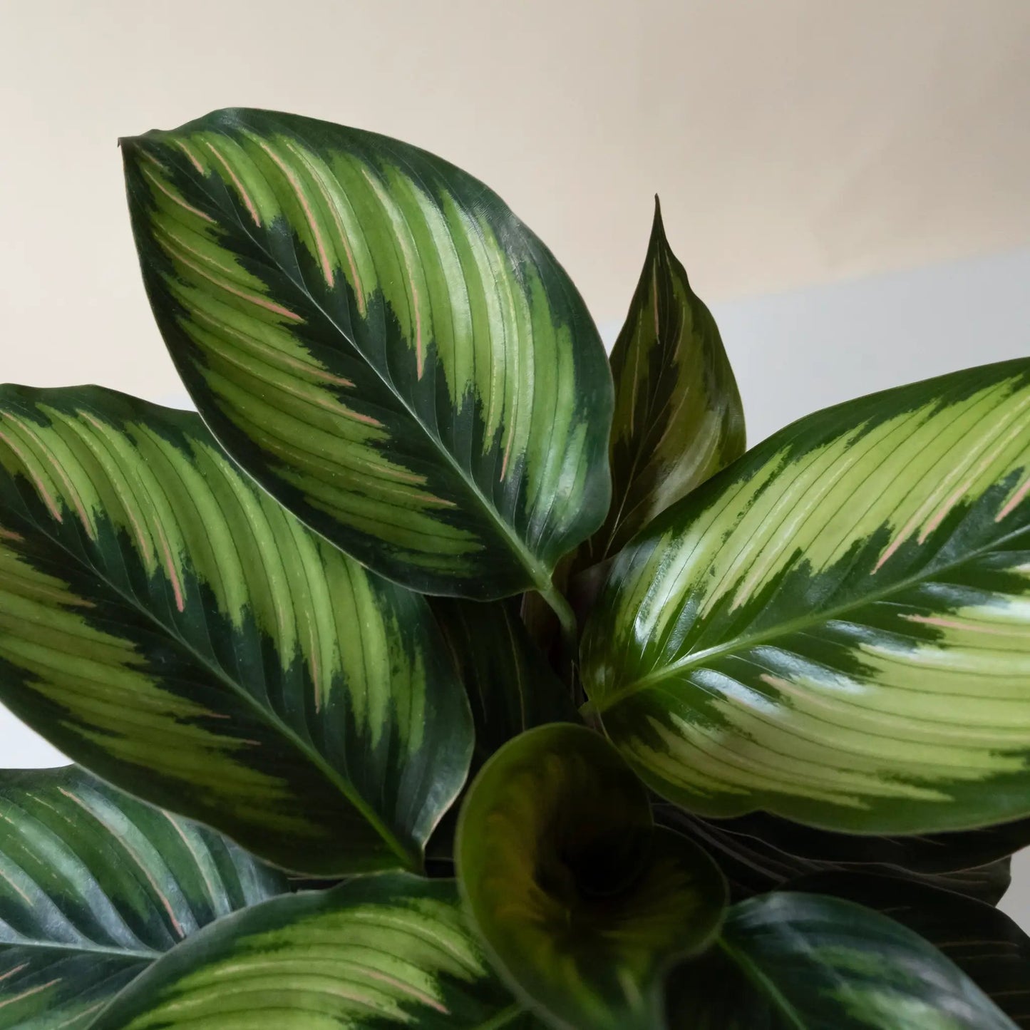 ColorFull Beauty Star Pinstripe Calathea plant with pink stripes on Tampa Home & Garden Store