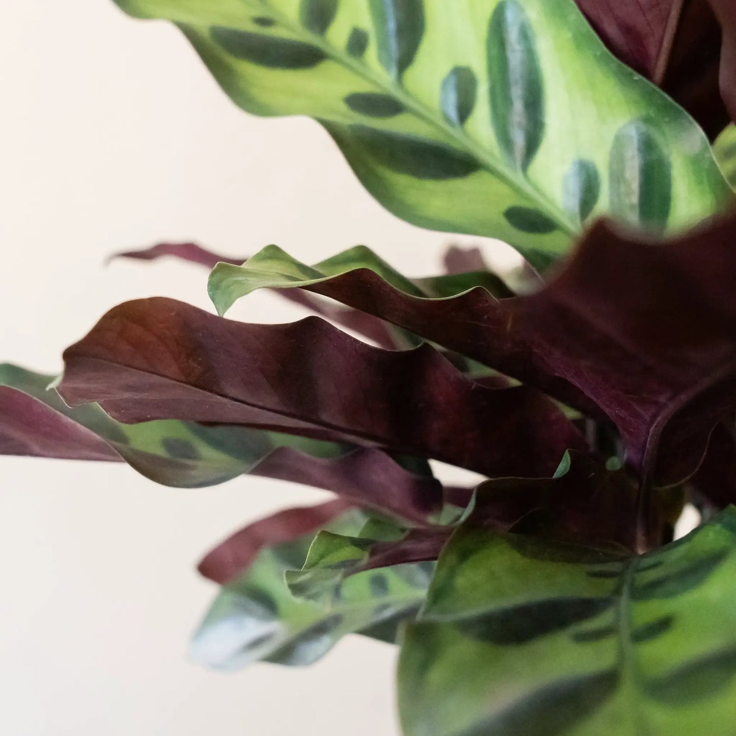 ColorFull Insignis rattlesnake plant, leafjoy® potted houseplant green and purple leaves on Tampa Home & Garden Store