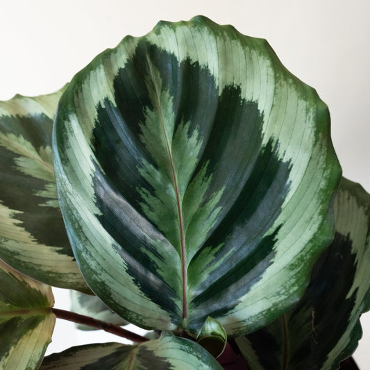 ColorFull® Like a Prayer™ - Tampa Home & Garden Store