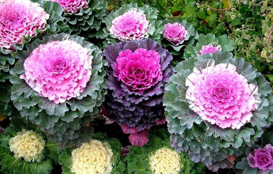 Colorful Japanese Ornamental Cabbage Osaka Mix Decorative - 50 Seeds - Flowering Kale Mix - Tampa Home & Garden Store