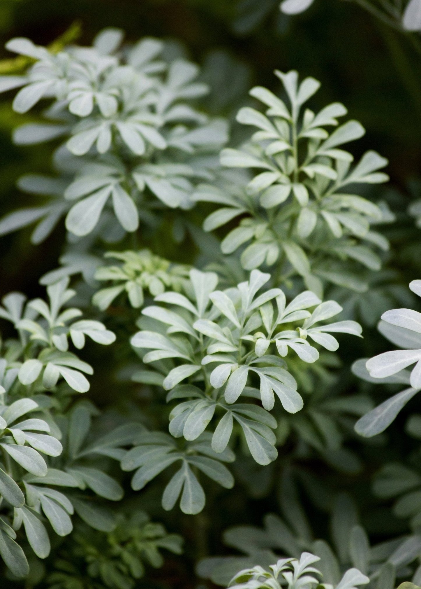 Rue Plant (Ruta graveolens)