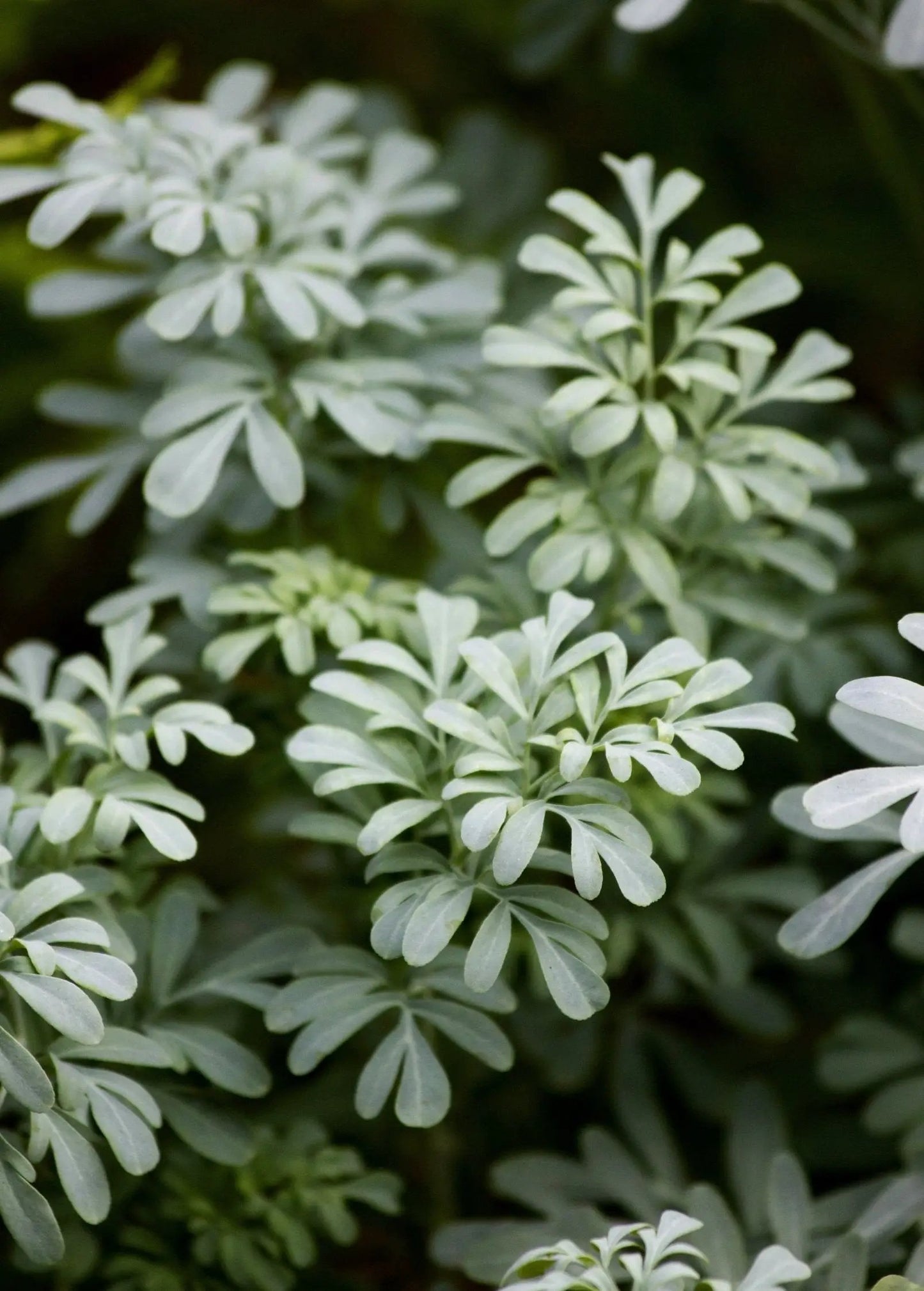 Rue Plant (Ruta graveolens) - Tampa Home & Garden Store