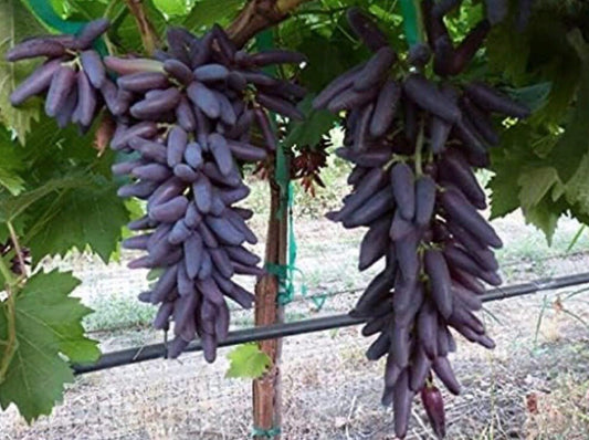 Cotton Candy - Heirloom Rare Deep Black Purple Finger Grape Seeds - Vitus Vinifera - Sweet Fruit - Tampa Home & Garden Store