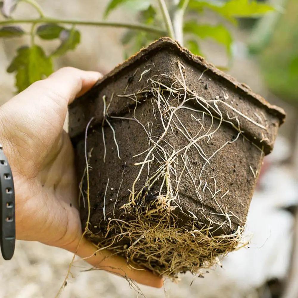 CowPots 3-inch square pot, soil and roots visible, eco-friendly Grow Organic on Tampa Home & Garden Store