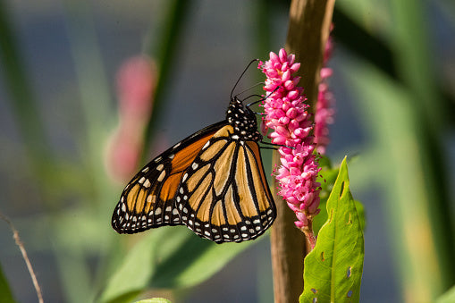Creeping Smartweed™ — Low-Growing, Native Groundcover with Pink Blooms & Pollinator Friendly - Tampa Home & Garden Store