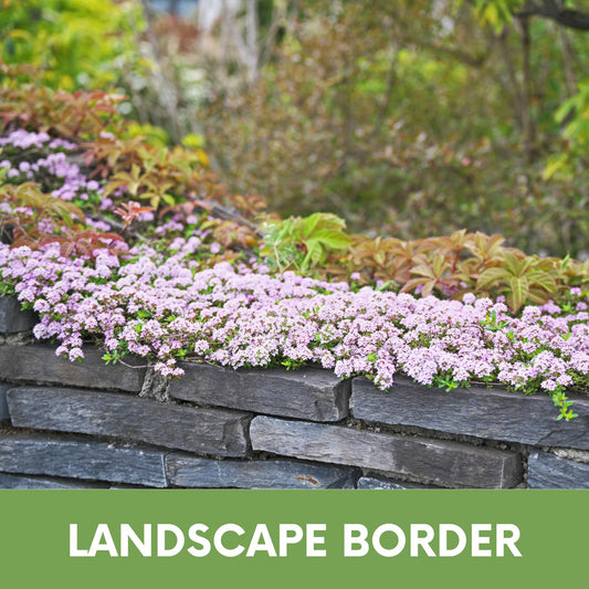 Creeping Thyme Seed Pouch from Flawn Seed Kits; seeds for landscape border groundcover on Tampa Home & Garden Store