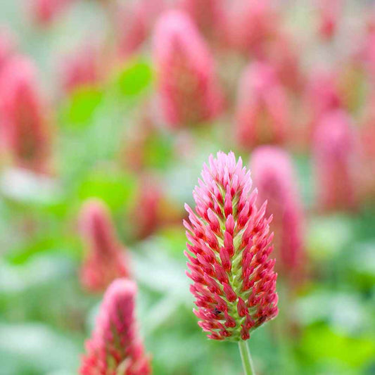 Crimson Clover, Over & Over (Trifolium Incarnatum) Seed - Tampa Home & Garden Store