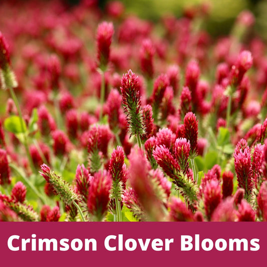 Crimson Clover Seed pink-red bloom spikes in a field of vibrant clover blooms on Tampa Home & Garden Store