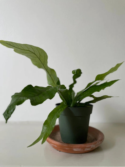 Crocodile Fern potted houseplant with long green fronds in black pot on terracotta saucer on Tampa Home & Garden Store
