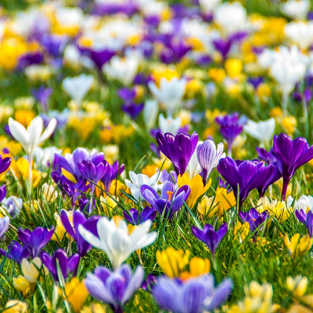 Giant Crocus Mix plant in purple, yellow, white blooms Live Good Logistics on Tampa Home & Garden Store