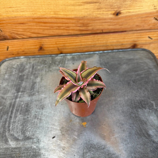 Cryptanthus Pink 2 Inch plant with pink-edged variegated leaves in a small pot on Tampa Home & Garden Store