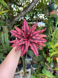 Cryptanthus - Tampa Home & Garden Store