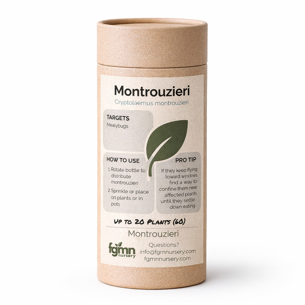 Cryptolaemus montrouzieri - Tampa Home & Garden Store