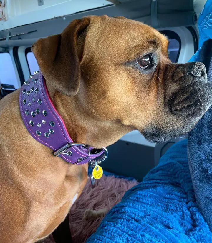 Crystal Leather Collar 2.8 inch wide purple studded leather dog collar by Bestia Dog Gear on Tampa Home & Garden Store