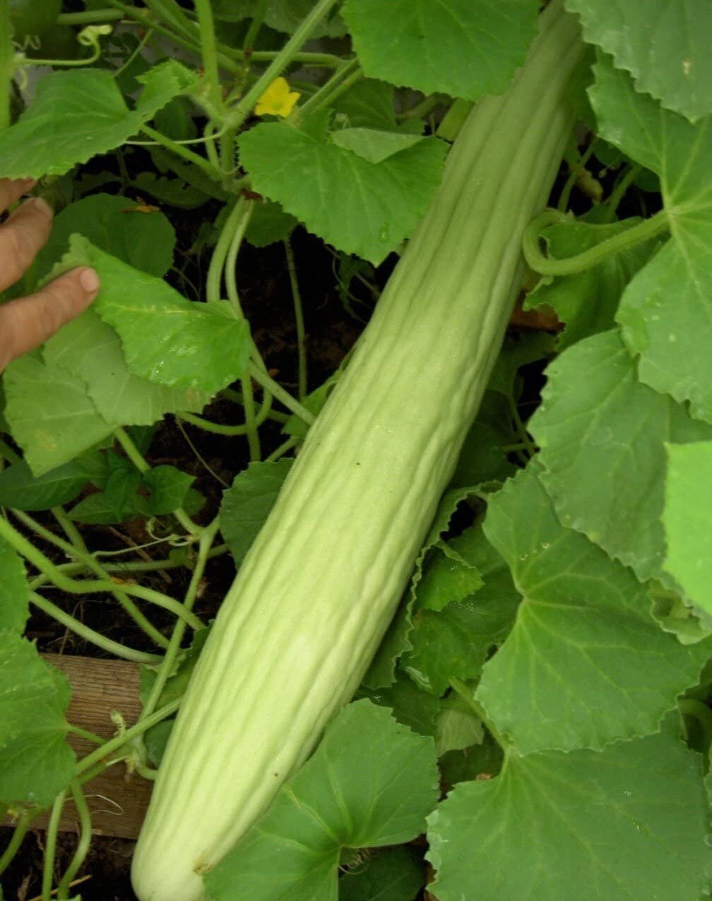 Cucumber Armenian Long - 10 Seeds - 70 Day Harvest Vegetable Heirloom Non GMO - Tampa Home & Garden Store