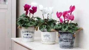 Cyclamen - Tampa Home & Garden Store