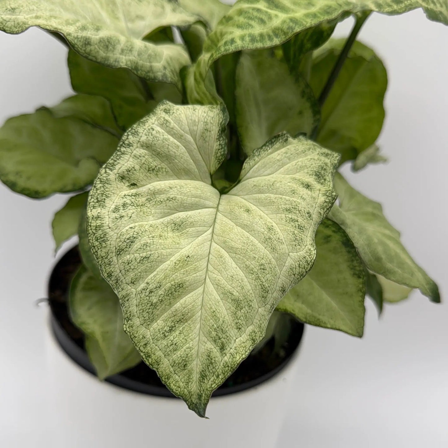 Syngonium White Butterfly - Tampa Home & Garden Store