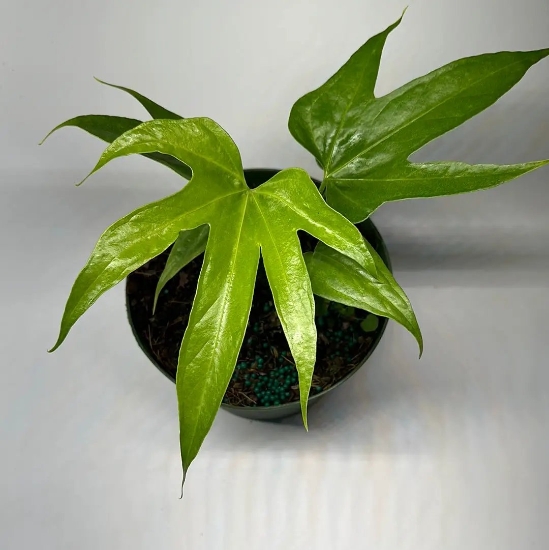 Anthurium Pedatoradiatum Fingers plant with glossy lobed leaves in a black pot on Tampa Home & Garden Store