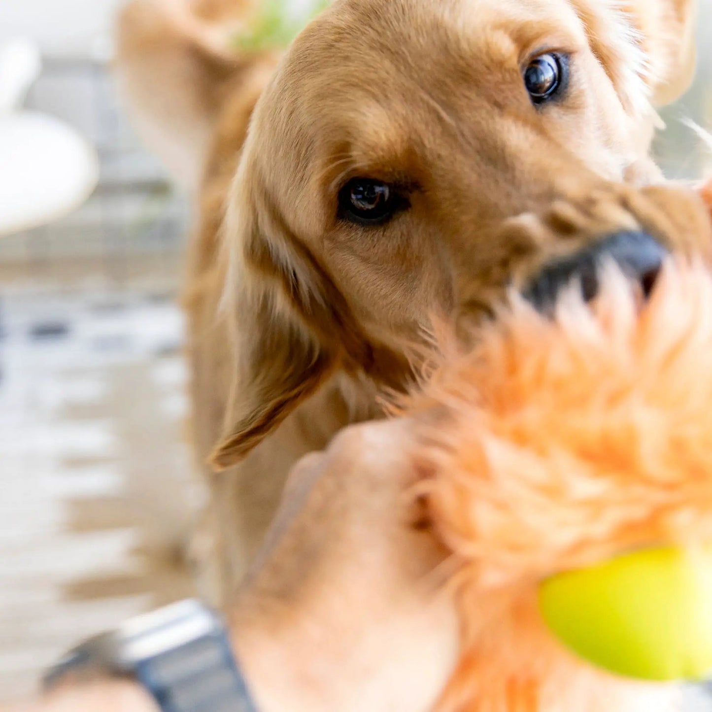 Olaf Rowdies Plush Dog Toy with Reinforced Fabric: golden retriever close-up with a green ball on Tampa Home & Garden Store