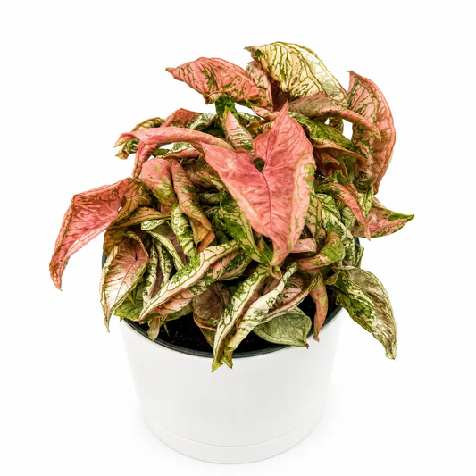 Variegated Syngonium Pink Godzilla plant with pink-green leaves in white pot RUNOPLANTS on Tampa Home & Garden Store