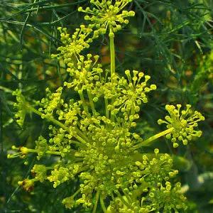 Bouquet Dill herb seeds featuring bright yellow-green flower clusters on Tampa Home & Garden Store