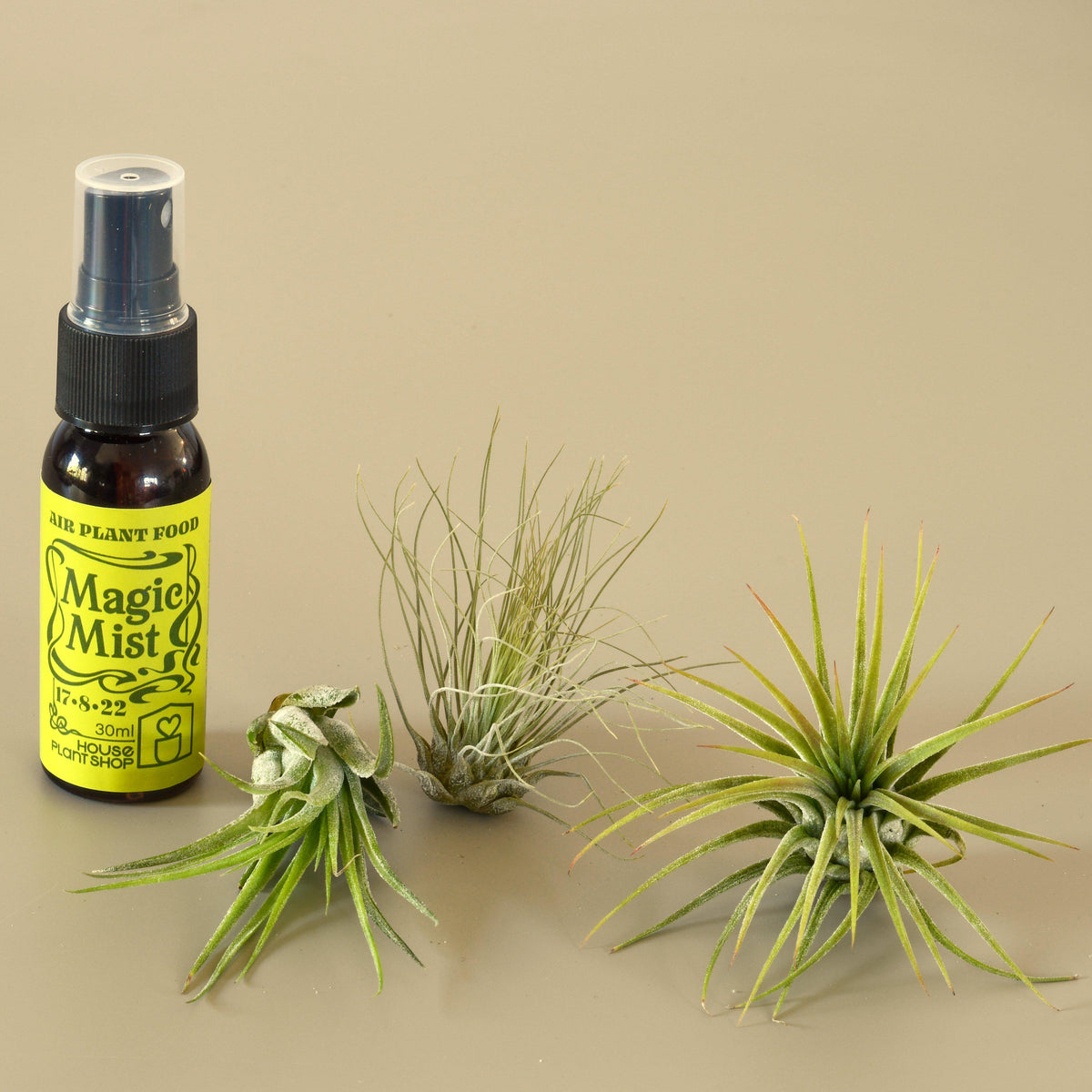 3 Tillandsia air plants with fertilizer spray by House Plant Shop on Tampa Home & Garden Store