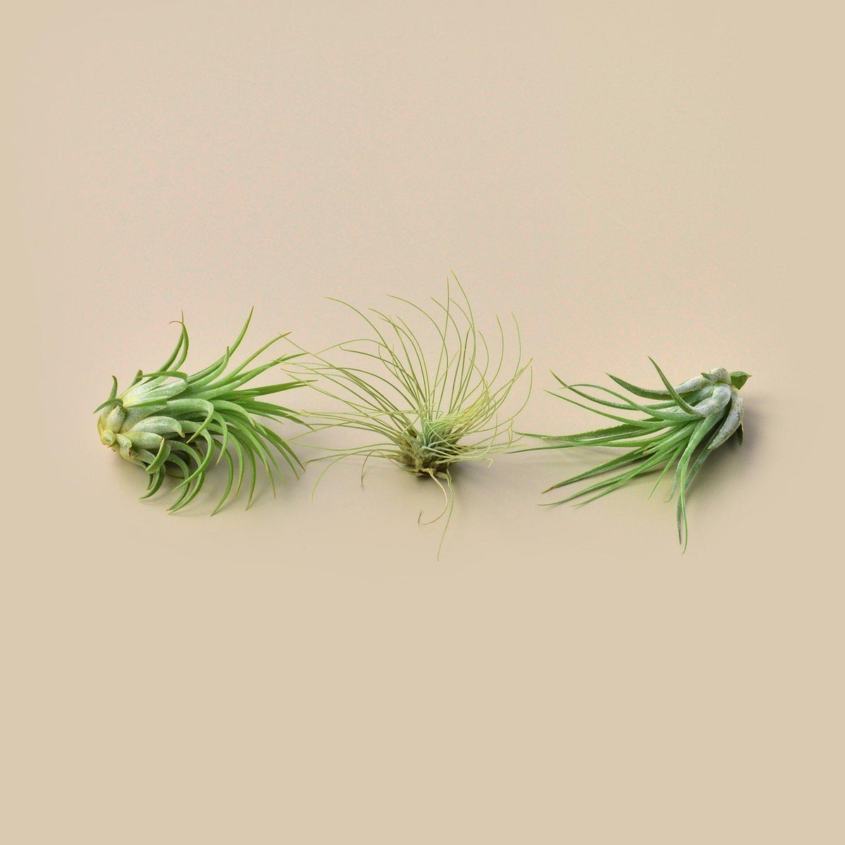 3 small Tillandsia air plants pack from House Plant Shop on Tampa Home & Garden Store