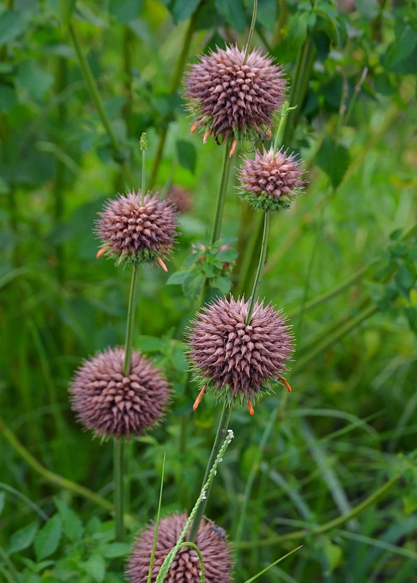 Klip Dagga (Leonotis nepetifolia) - Tampa Home & Garden Store