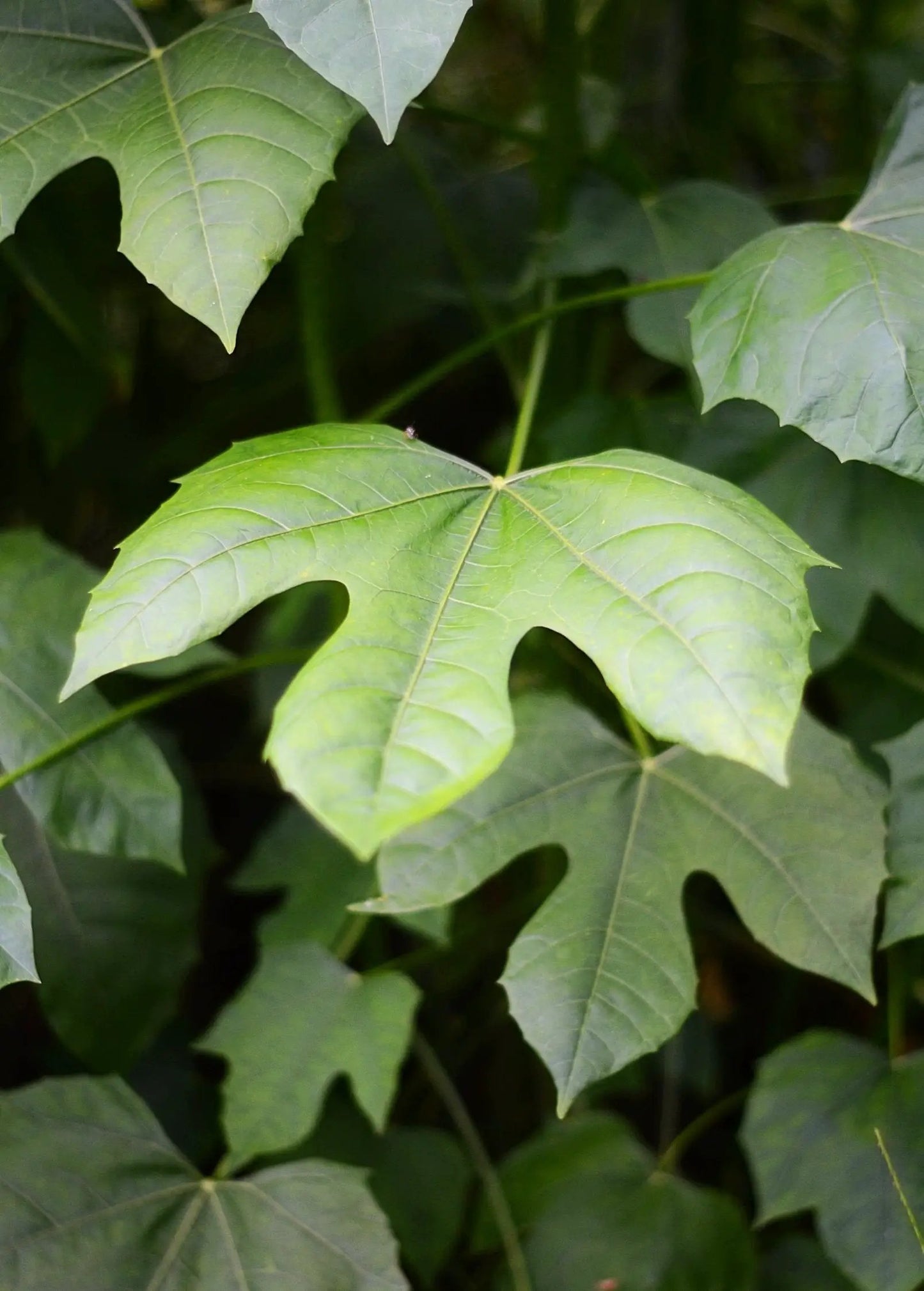 Chaya Mexican Tree Spinach herb with green lobed leaves on Tampa Home & Garden Store