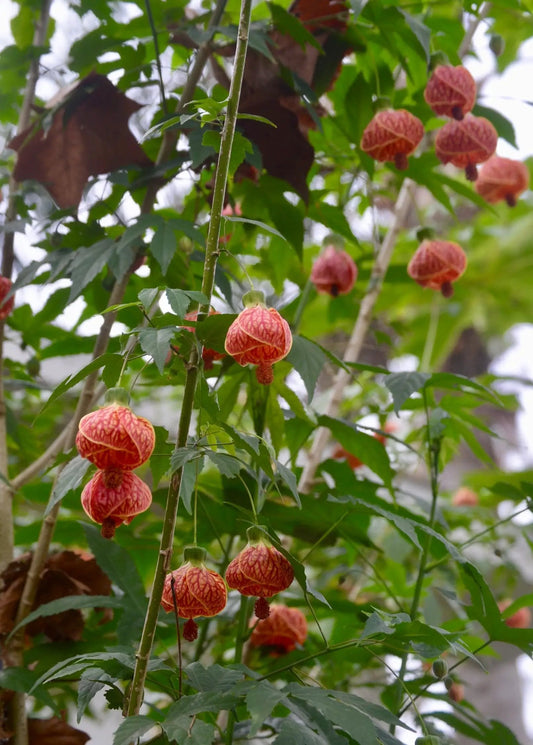Flowering maple Abutilon Pictum shrub with orange lantern flowers and lobed green leaves on Tampa Home & Garden Store