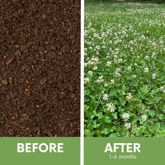 Dutch White Clover Seed blend by Flawn Seed Kits, lawn seed for clover, before after on Tampa Home & Garden Store