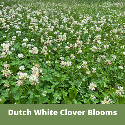 Dutch White Clover Seed field of green clover with white flower heads on Tampa Home & Garden Store