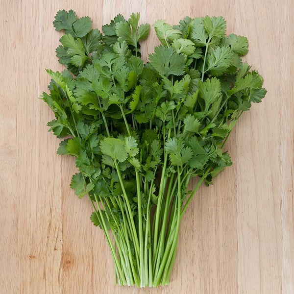 Cilantro seeds Santo Cilantro from Seedtime Store; fresh cilantro herb bundle on Tampa Home & Garden Store