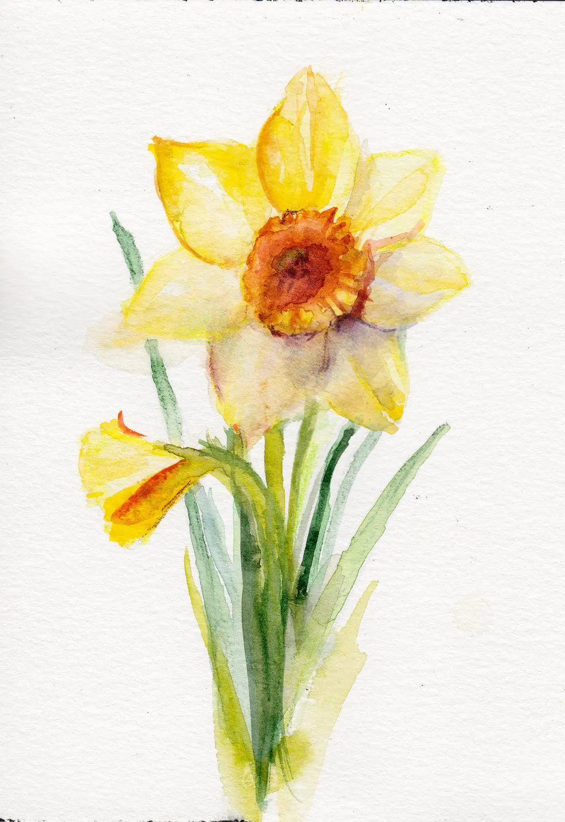Daffodil Birth Flower Art Print watercolor by Mai Autumn bright yellow petals with orange center on Tampa Home & Garden Store