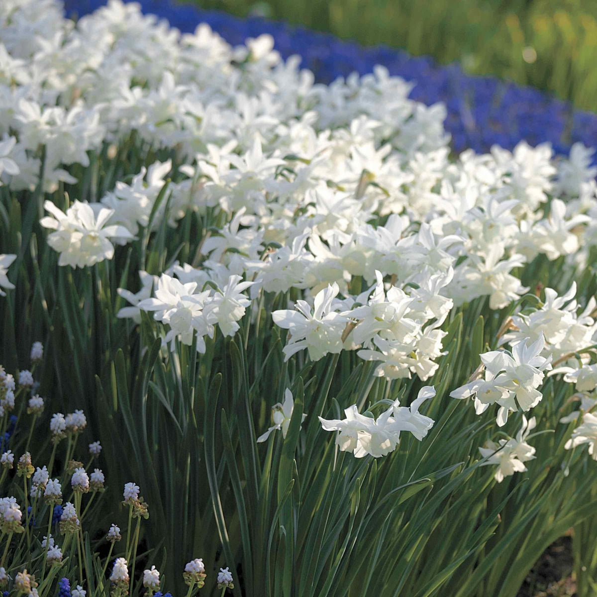 Fragrant Daffodil Thalia plant with white blooms and tall green leaves in a sunlit garden on Tampa Home & Garden Store
