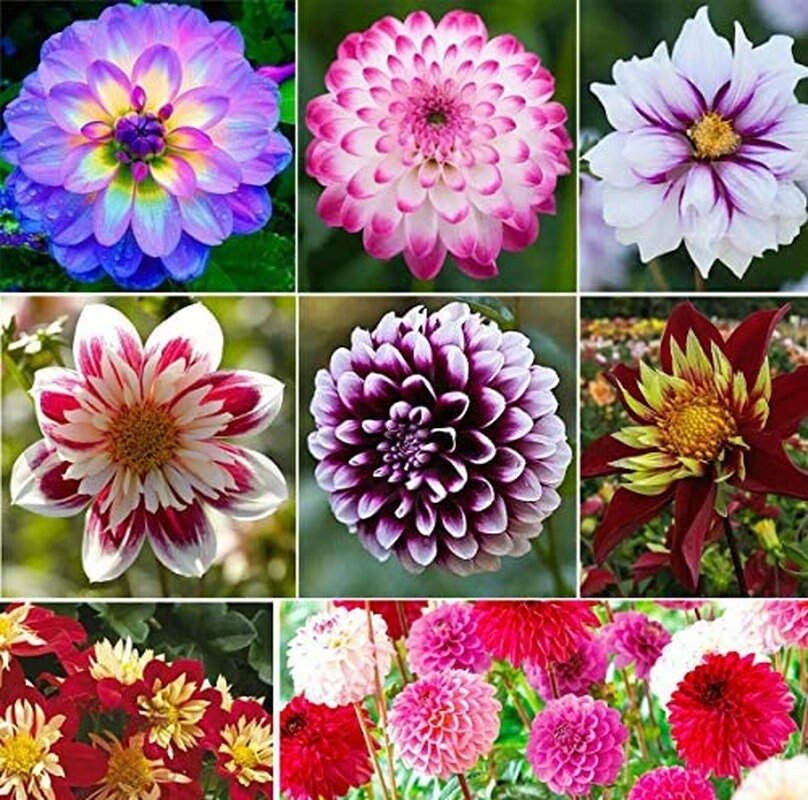 Dahlia Pompon Flower - 100 Seeds - Variabilis Rare Beautiful Annual Outdoor - Tampa Home & Garden Store