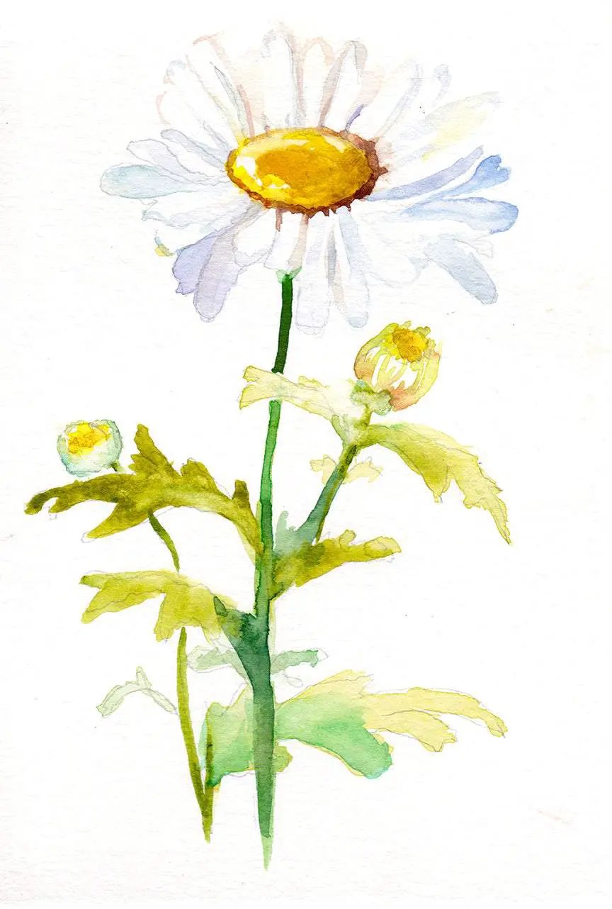 Daisy April Birth Flower Art Print watercolor wall art by Mai Autumn on Tampa Home & Garden Store