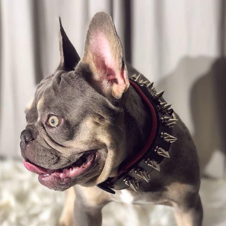Danger Spiked Collar for Dogs by Bestia Custom, black leather with spikes worn on dog on Tampa Home & Garden Store