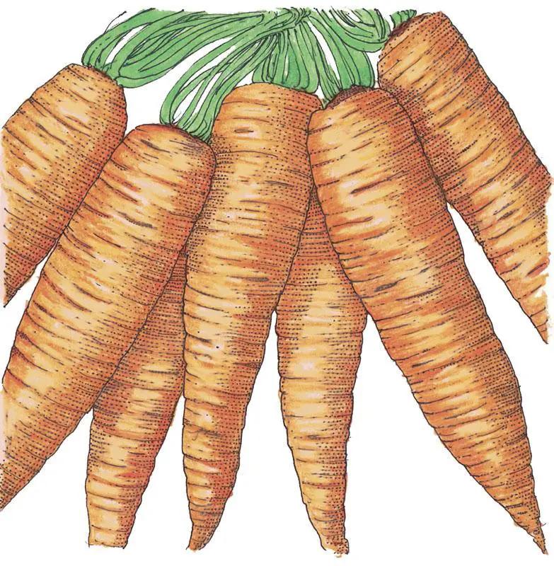 Danvers carrots with green tops, orange heirloom variety, organic on Tampa Home & Garden Store