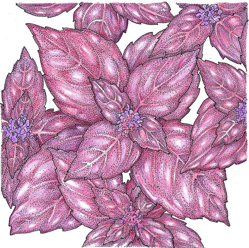 Dark Purple Opal Basil Seeds (Organic) - Tampa Home & Garden Store