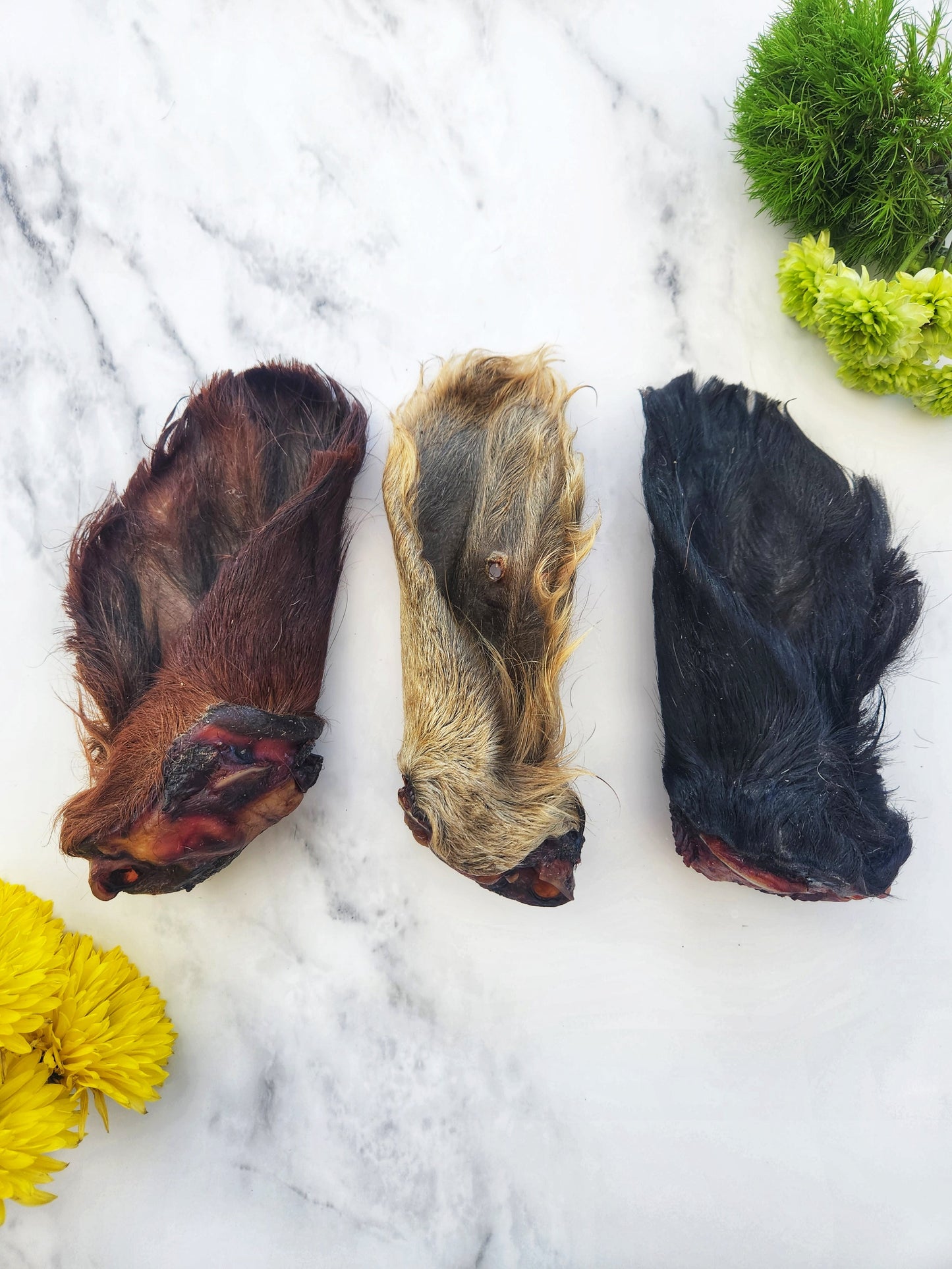 Dehydrated Beef Ear with Hair for Cats & Dogs — All-Natural | Raw Instincts Florida - Tampa Home & Garden Store