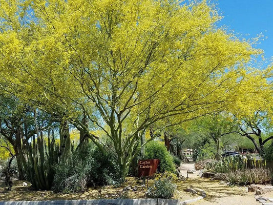 Desert Museum Thornless Palo Verde Seeds, yellow desert tree, South Mountain Nursery on Tampa Home & Garden Store
